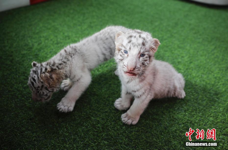 Die neugeborenen Babytiere begrüßen die Besucher in Peking